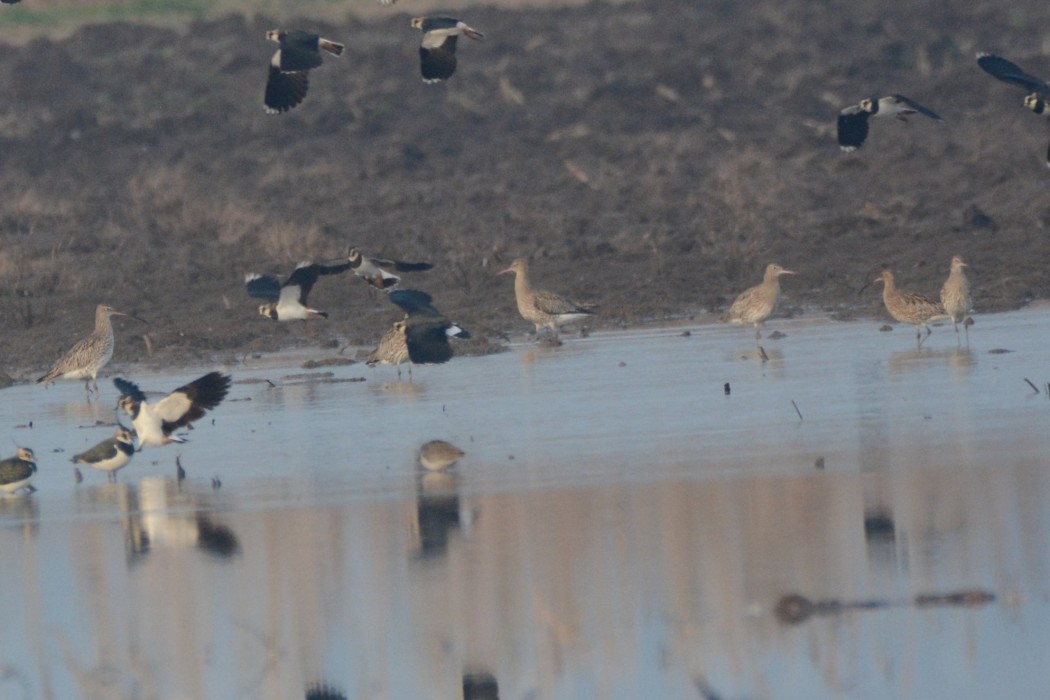 Eurasian Curlew
