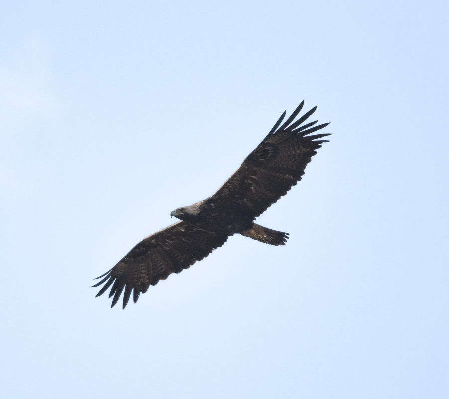 Eastern Imperial Eagle