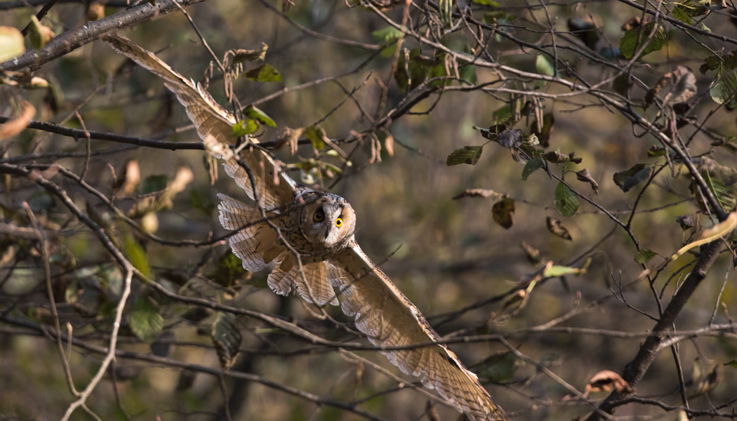 Long-eared Owl