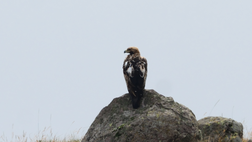 Eastern Imperial Eagle