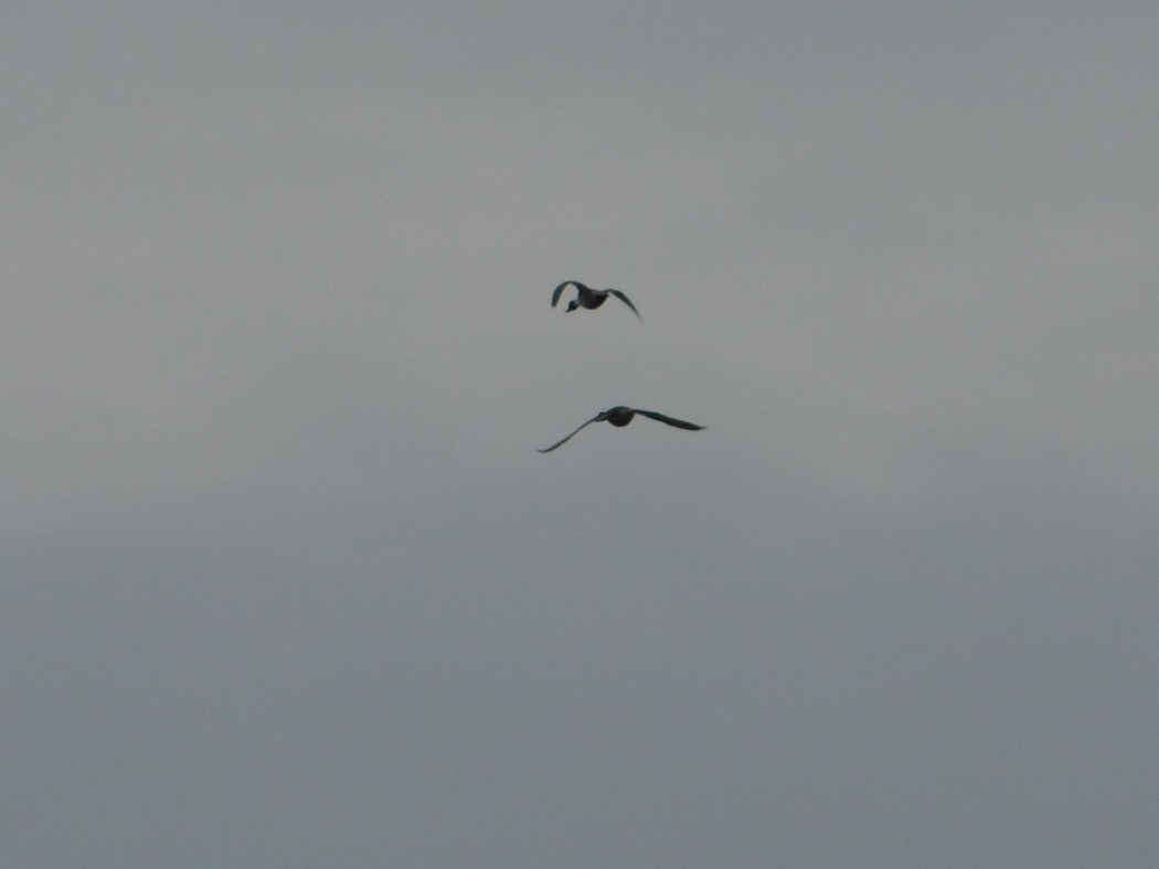 Northern Pintail