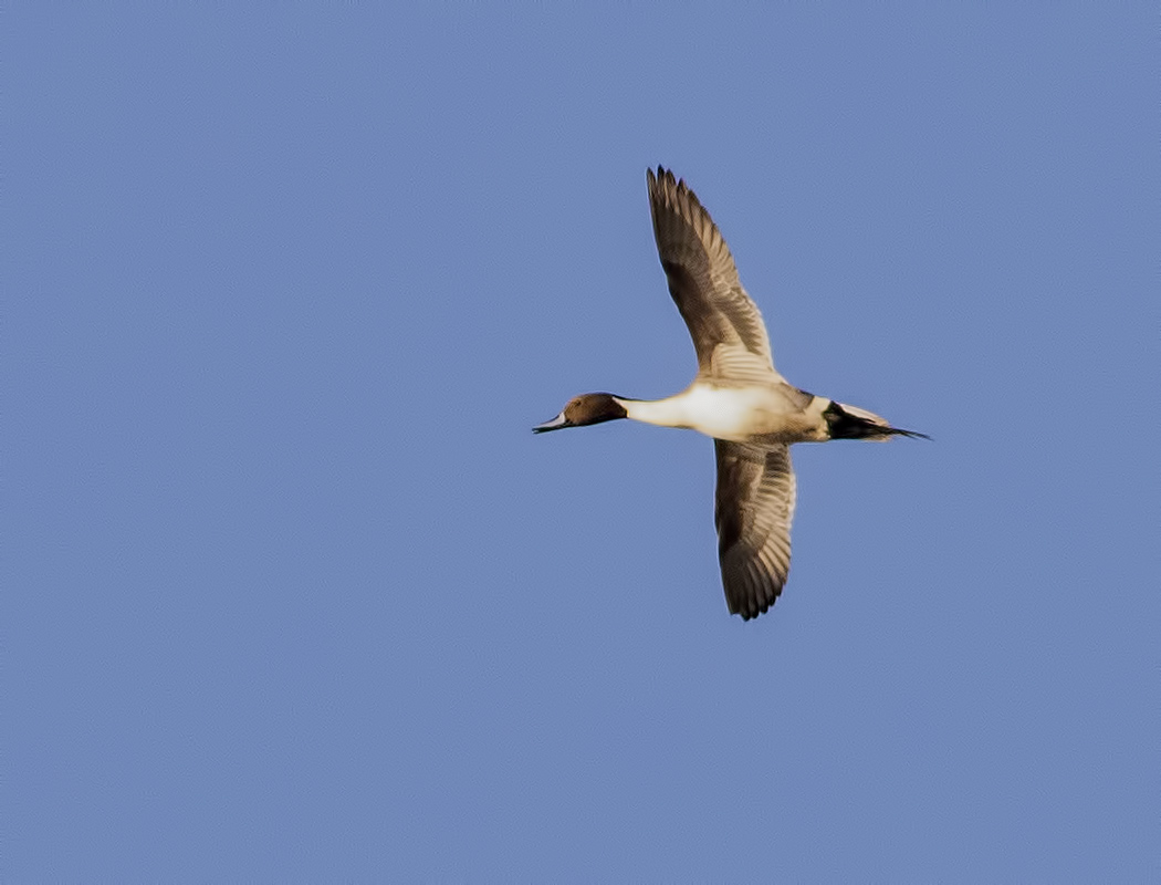 Northern Pintail