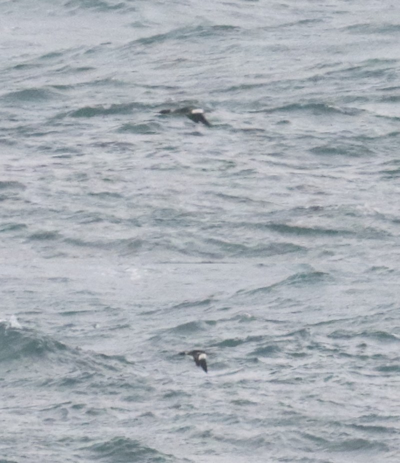 Red-breasted Merganser