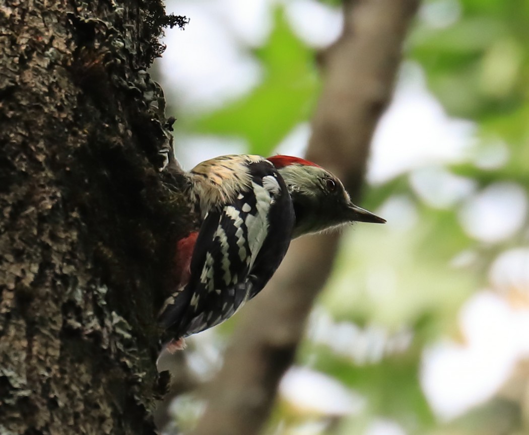 Middle Spotted Woodpecker