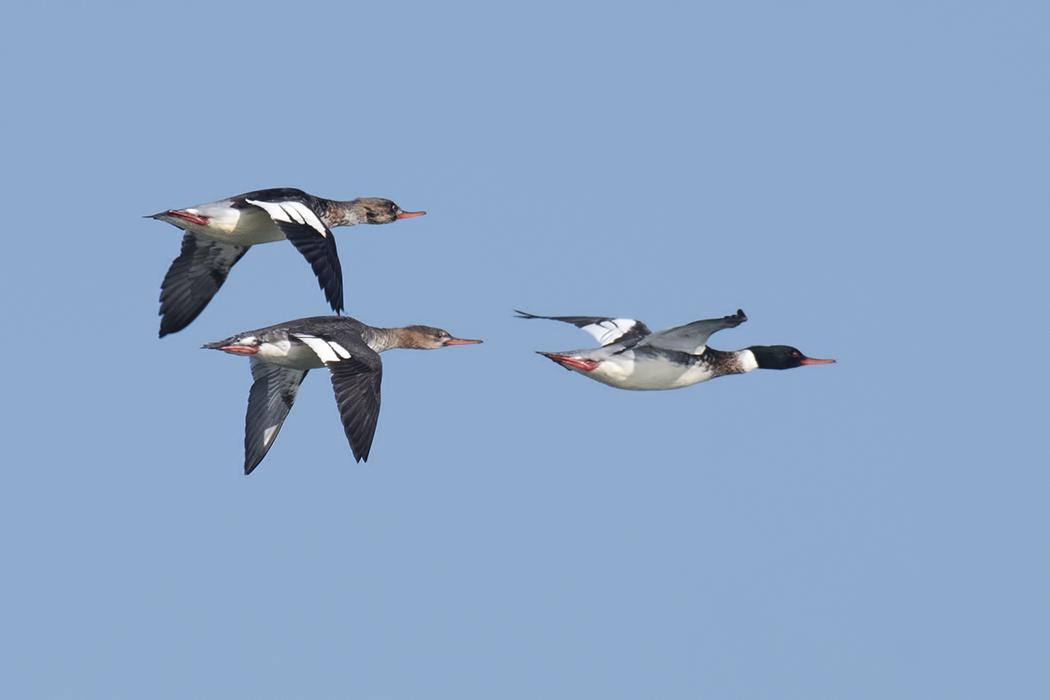 Red-breasted Merganser