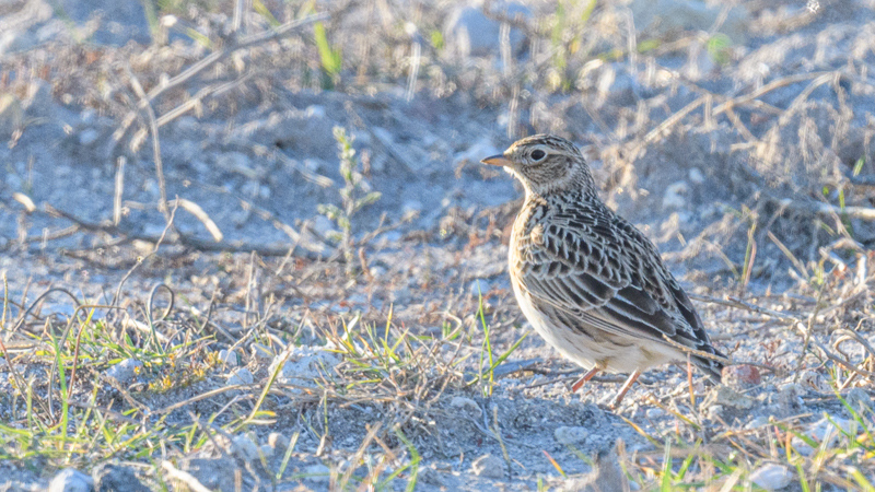 Eurasian Skylark