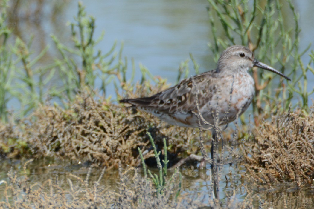 Curlew Sandpiper