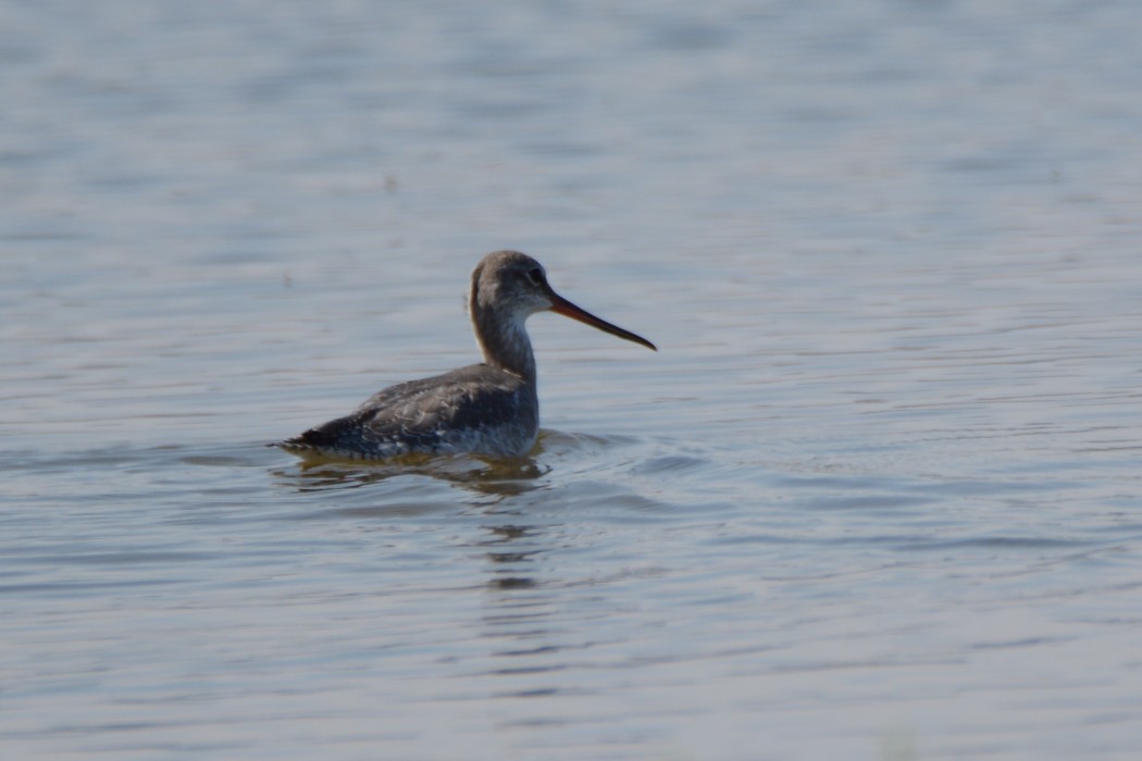 Spotted Redshank