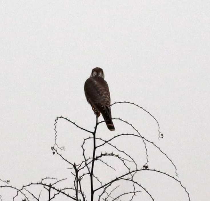 Merlin