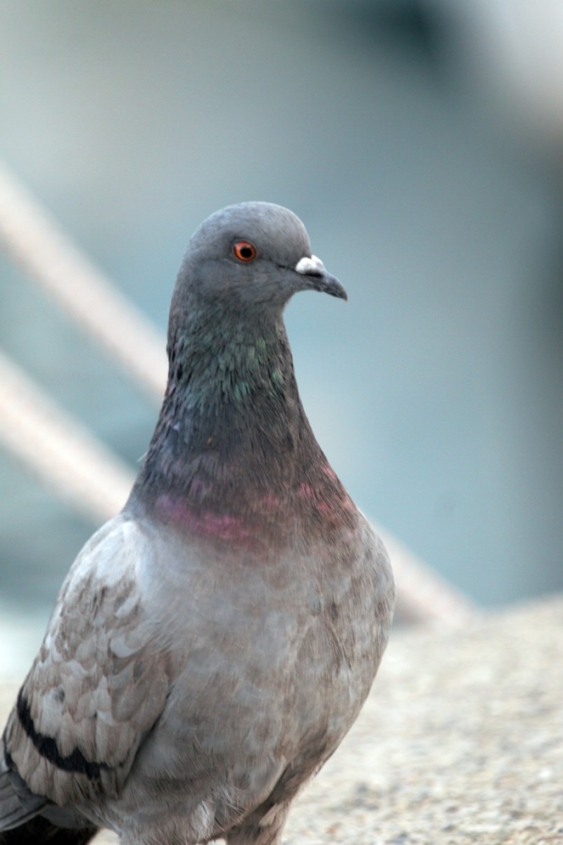Rock Dove