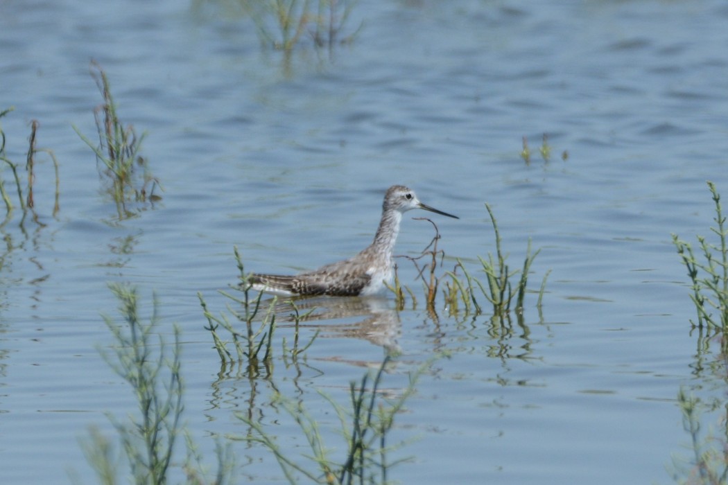Marsh Sandpiper