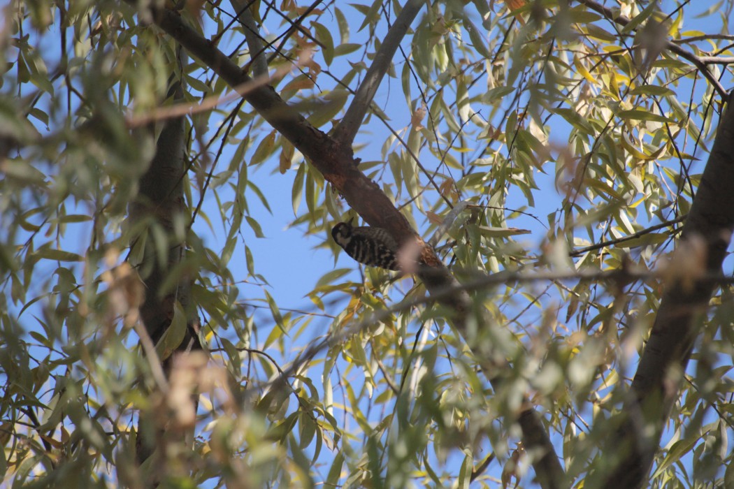 Lesser Spotted Woodpecker
