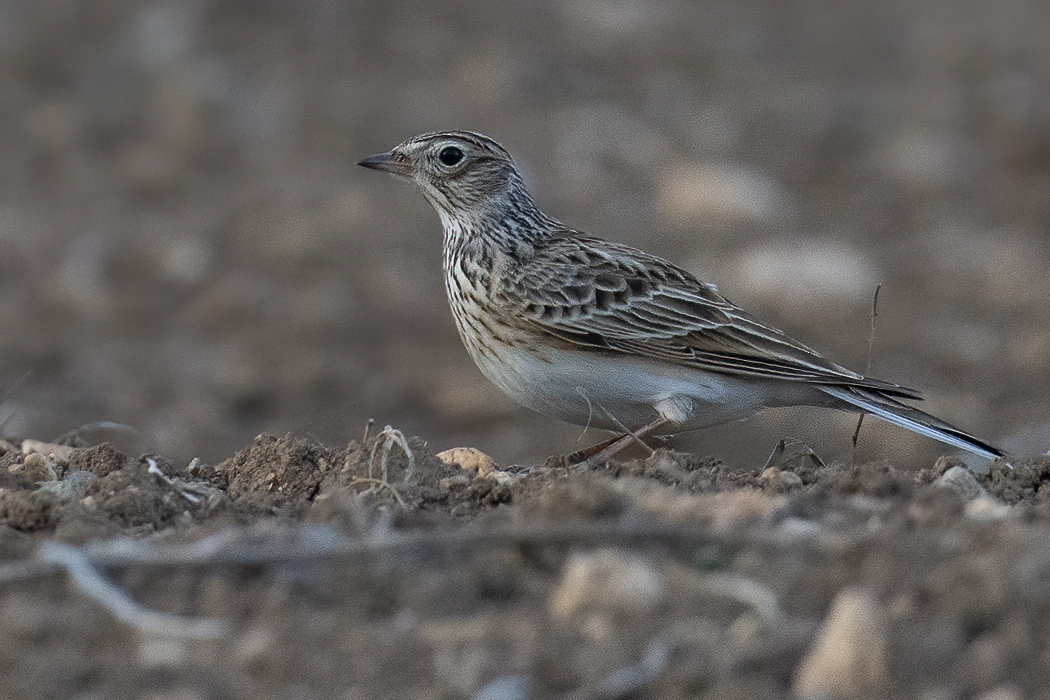 Eurasian Skylark