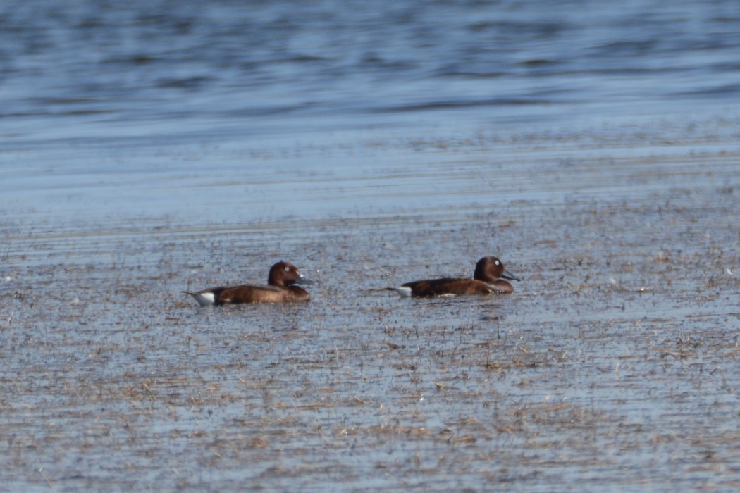 Ferruginous Duck