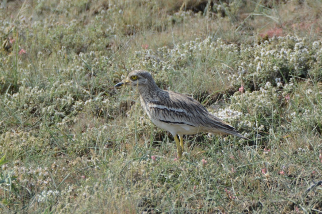 Eurasian Stone-curlew