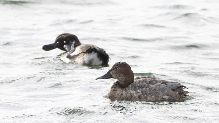 Common Pochard