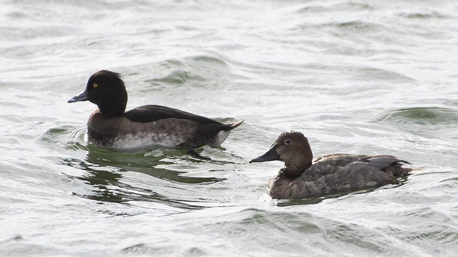 Tufted Duck
