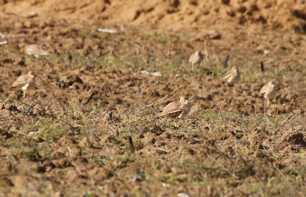 Eurasian Stone-curlew