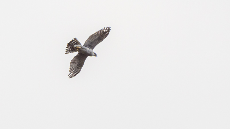 Northern Goshawk