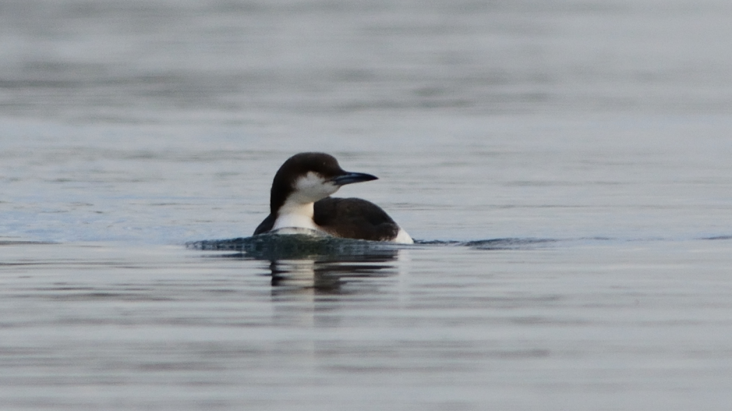 Black-throated Loon