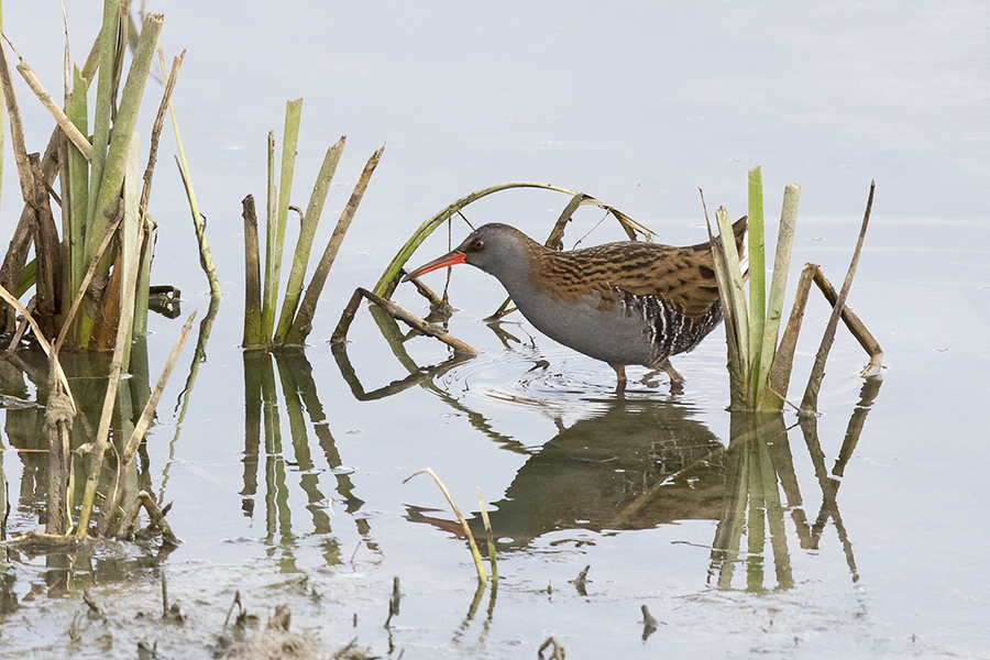 Water Rail