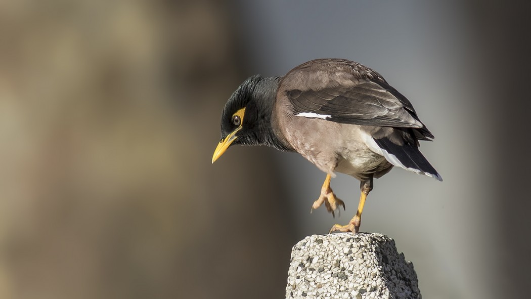 Common Myna