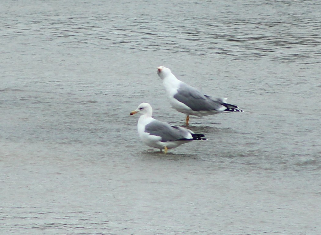 Armenian Gull