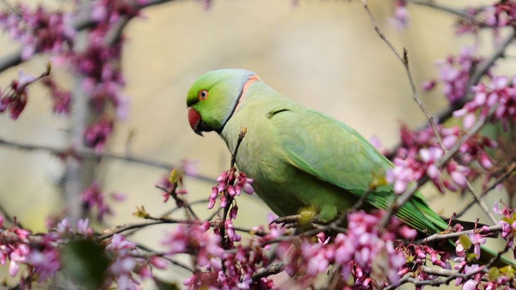 Rose-ringed Parakeet
