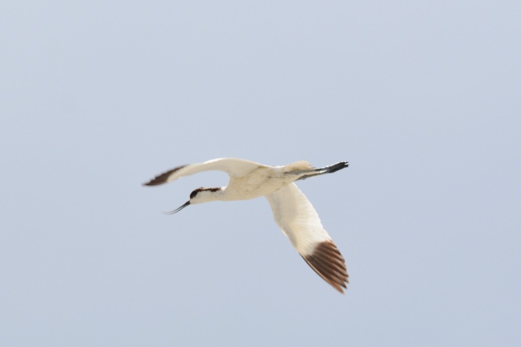 Pied Avocet