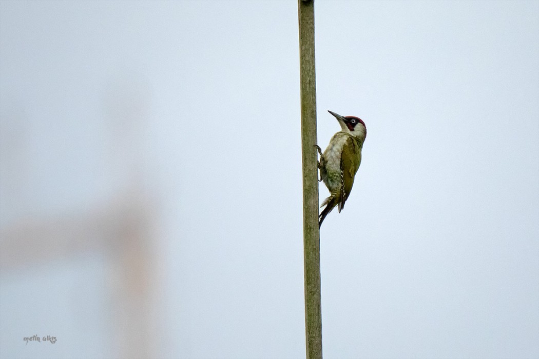 European Green Woodpecker