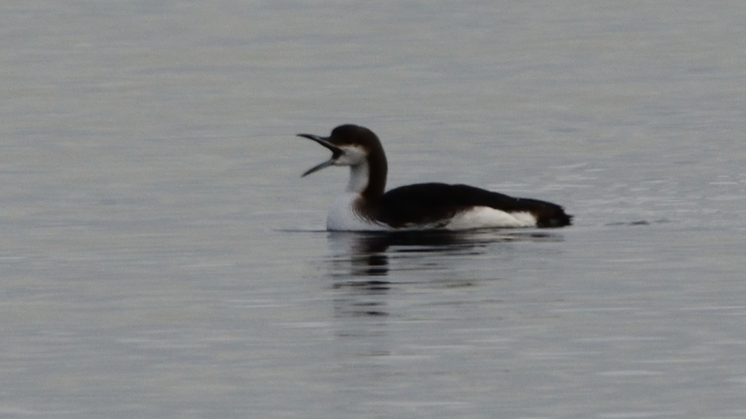 Black-throated Loon