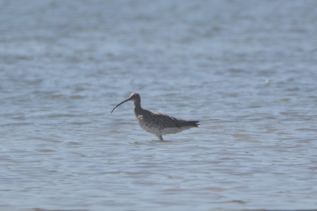 Eurasian Curlew