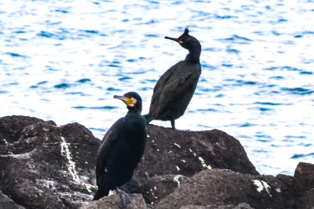 European Shag