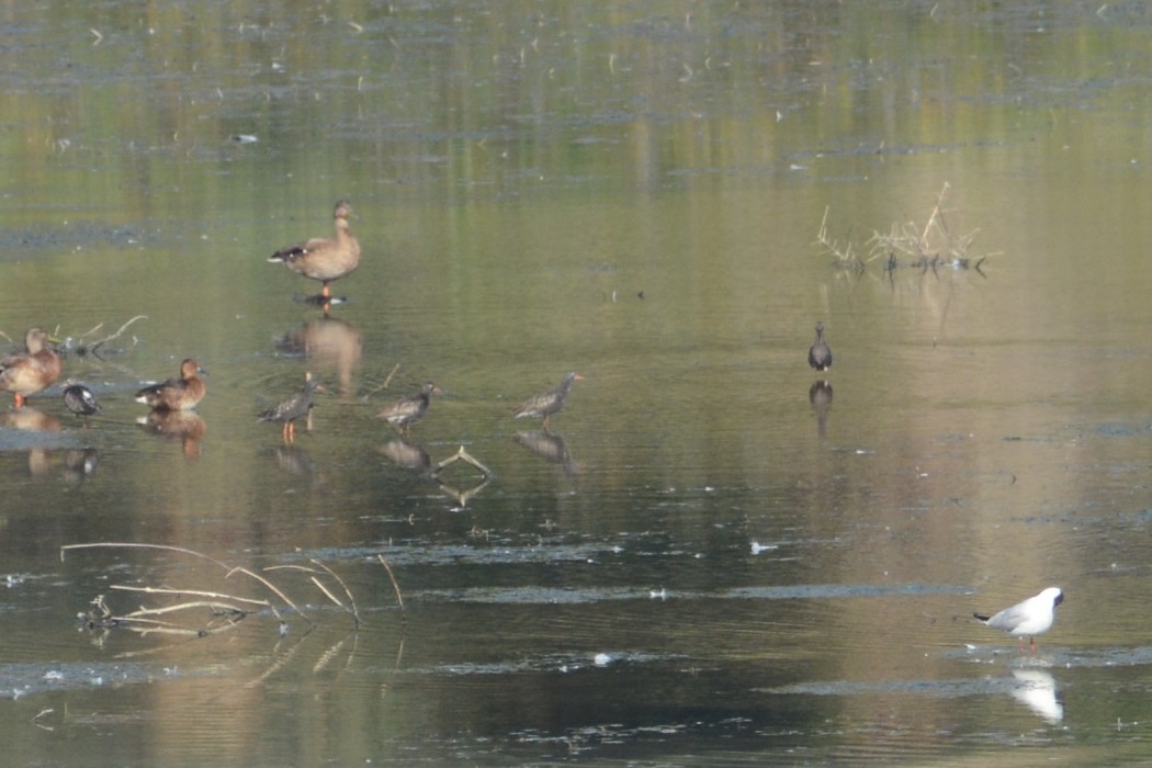 Spotted Redshank