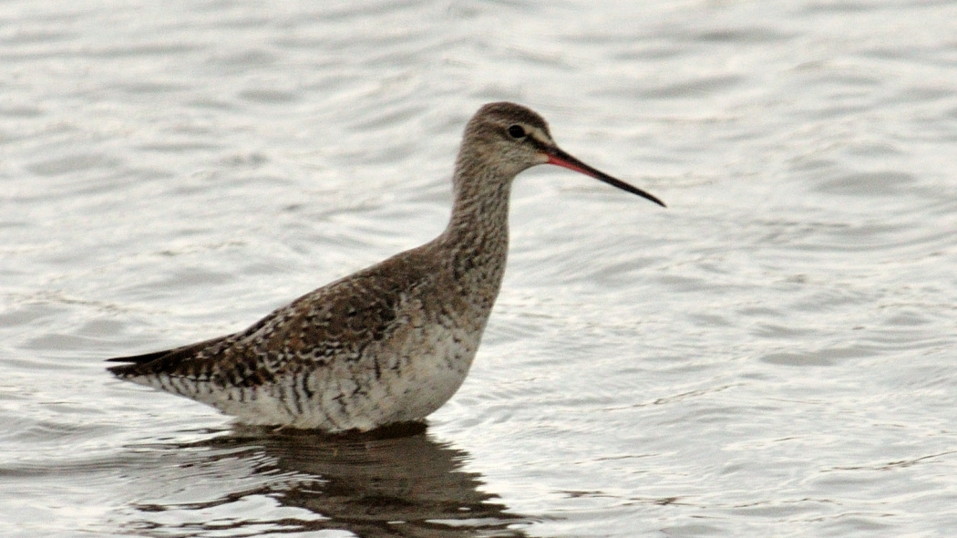 Spotted Redshank