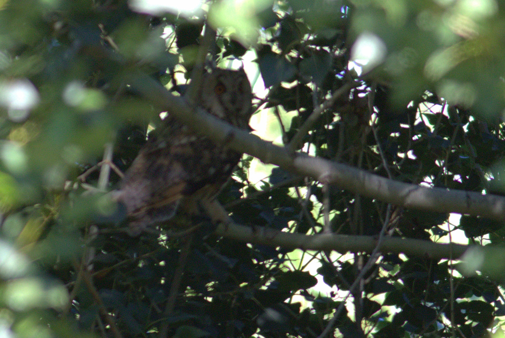 Long-eared Owl
