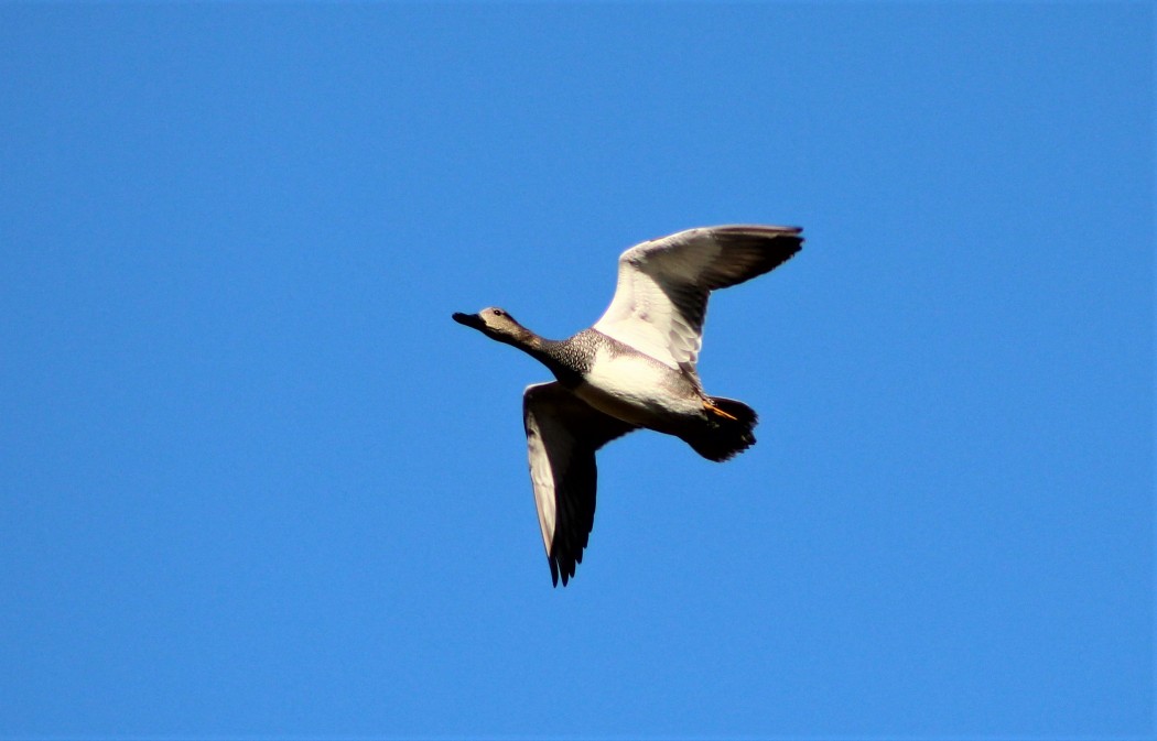 Gadwall