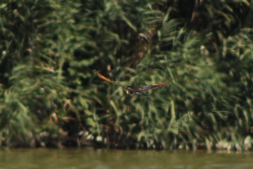Great Spotted Cuckoo