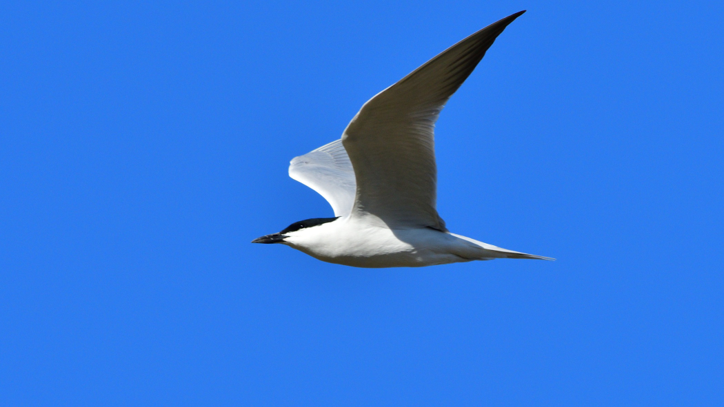 Gull-billed Tern