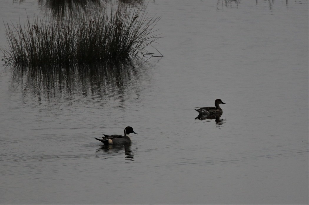 Northern Pintail