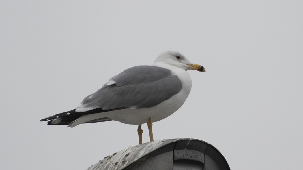 Armenian Gull