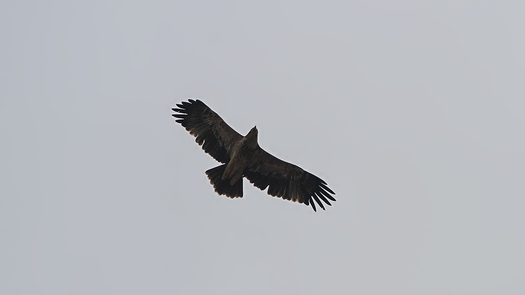 Eastern Imperial Eagle