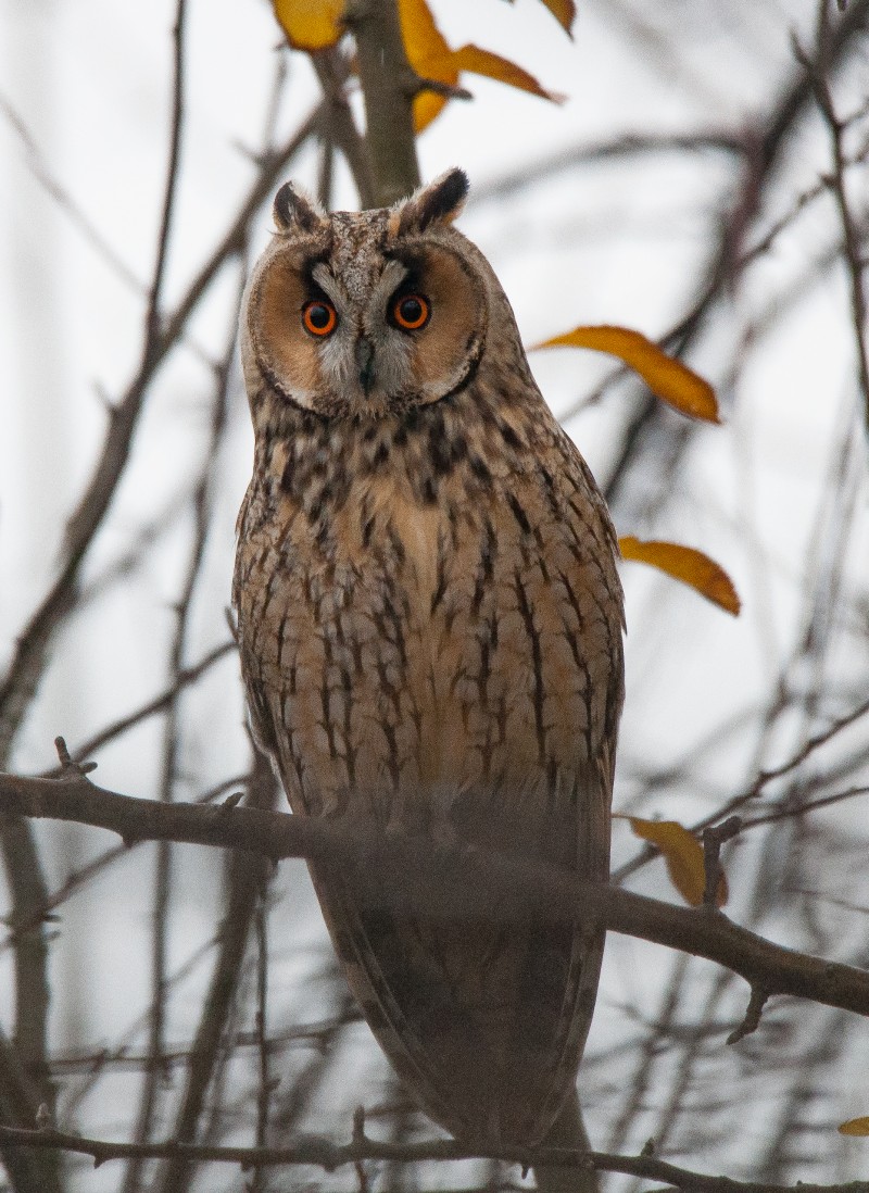 Long-eared Owl