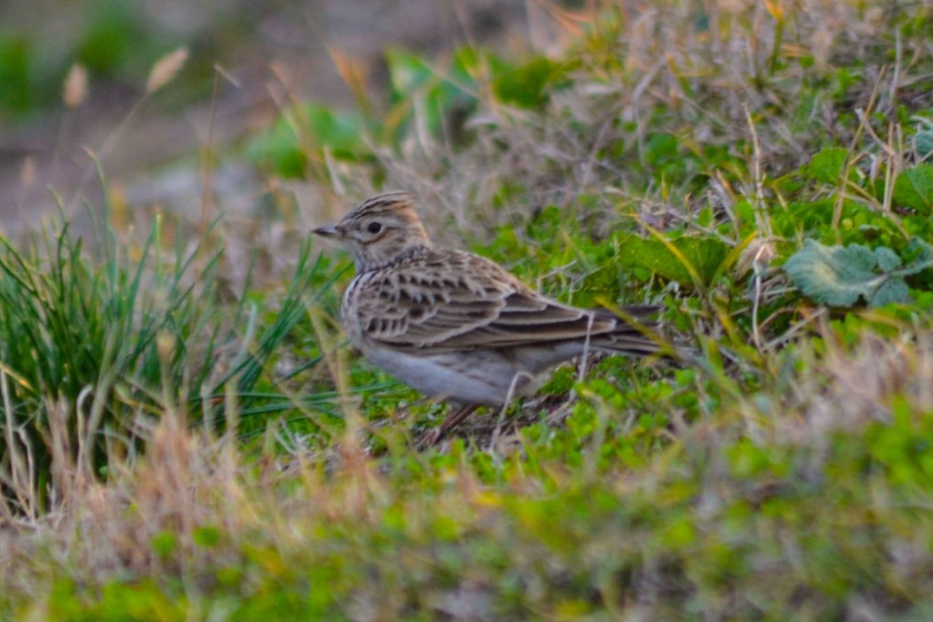 Eurasian Skylark