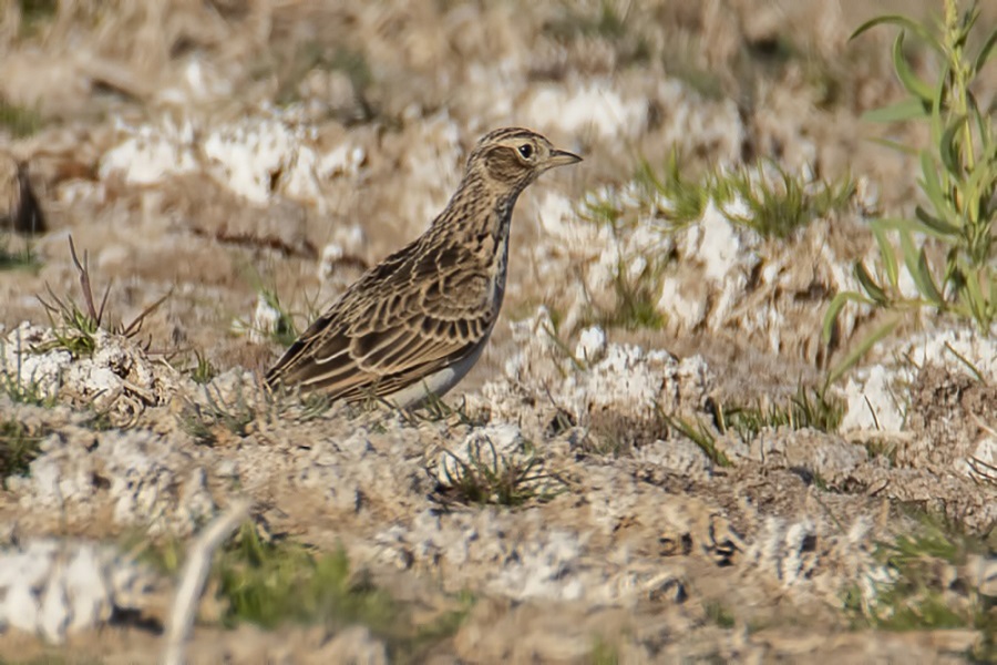 Eurasian Skylark