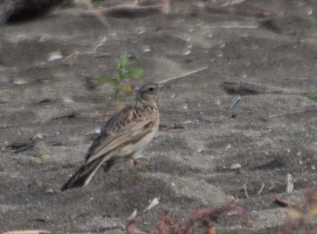 Eurasian Skylark