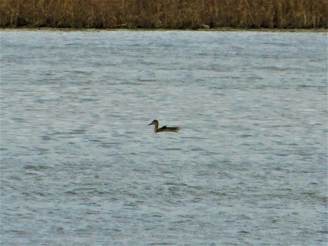 Northern Pintail