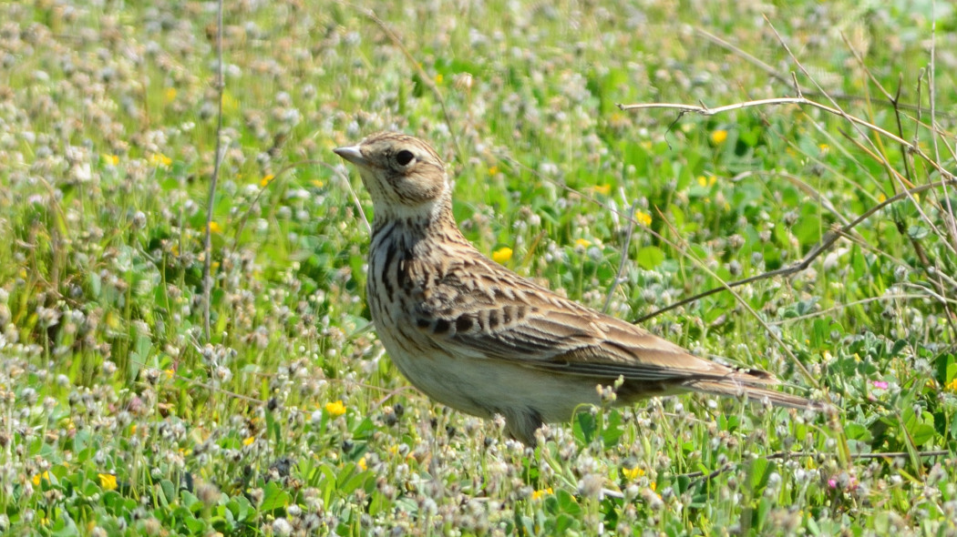 Eurasian Skylark