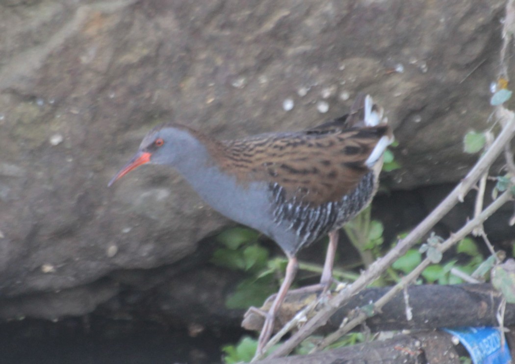 Water Rail
