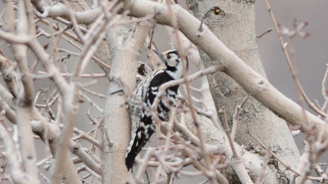 Lesser Spotted Woodpecker